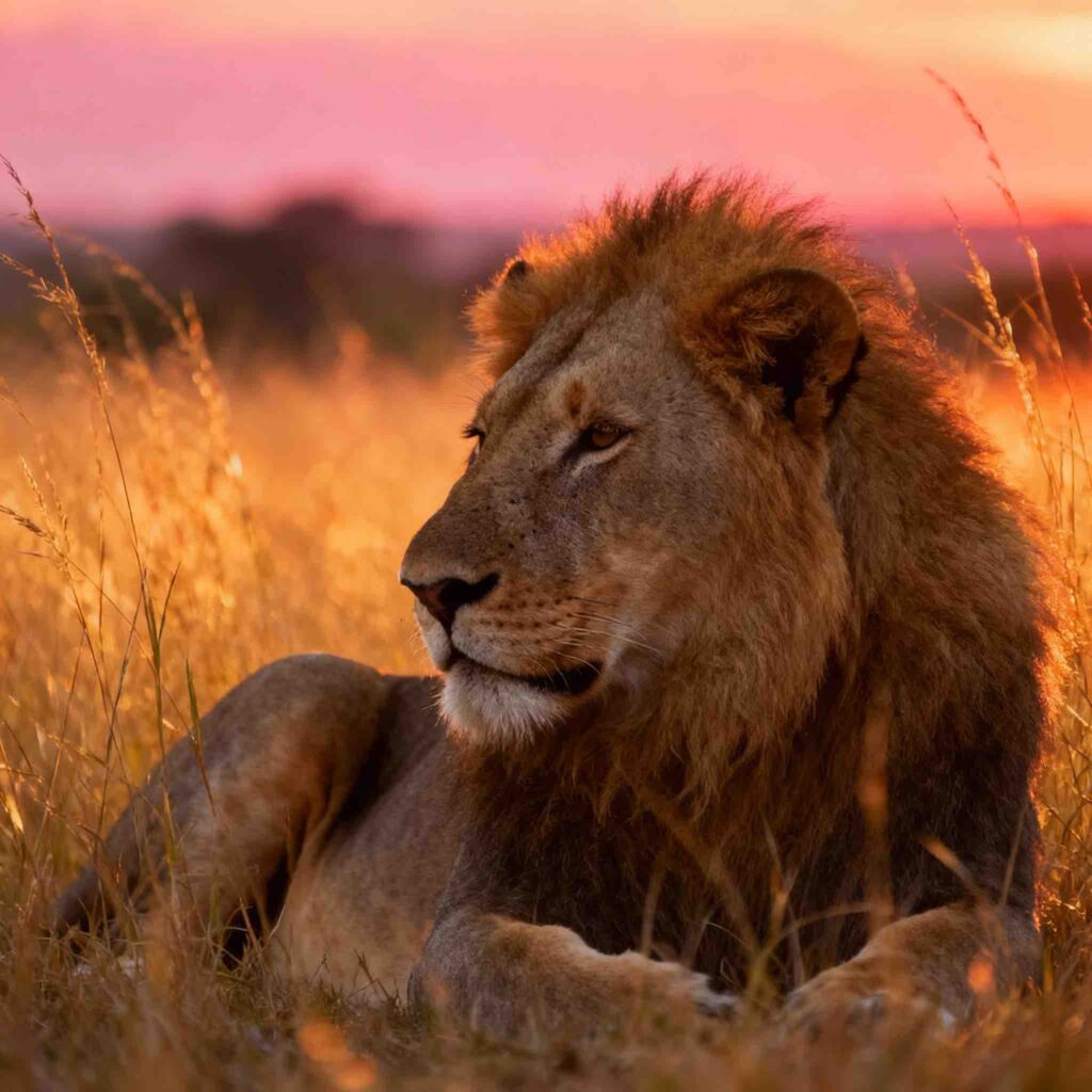 Ημέρα Ευθυγράμμισης και Συναισθηματικής Σταθερότητας η 27 Νοεμβρίου: Η Δύναμη της Καρδιάς σε Αγάπη, Όρια και Αξιοπρέπεια